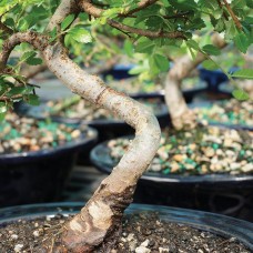 Brussel's Chinese Elm Bonsai - X Large - (Outdoor)   552967857